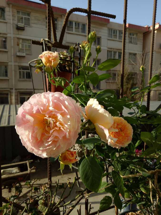 IMG20190316081455.jpg