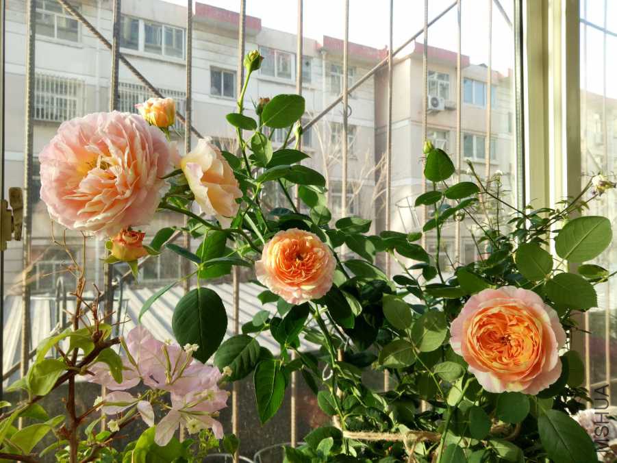 IMG20190316074431.jpg
