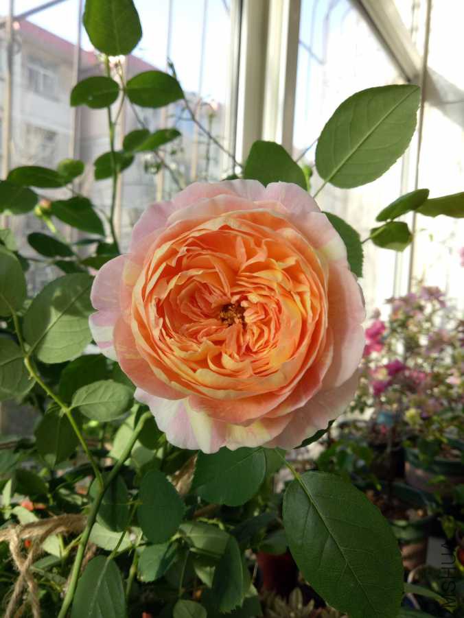 IMG20190316074253.jpg
