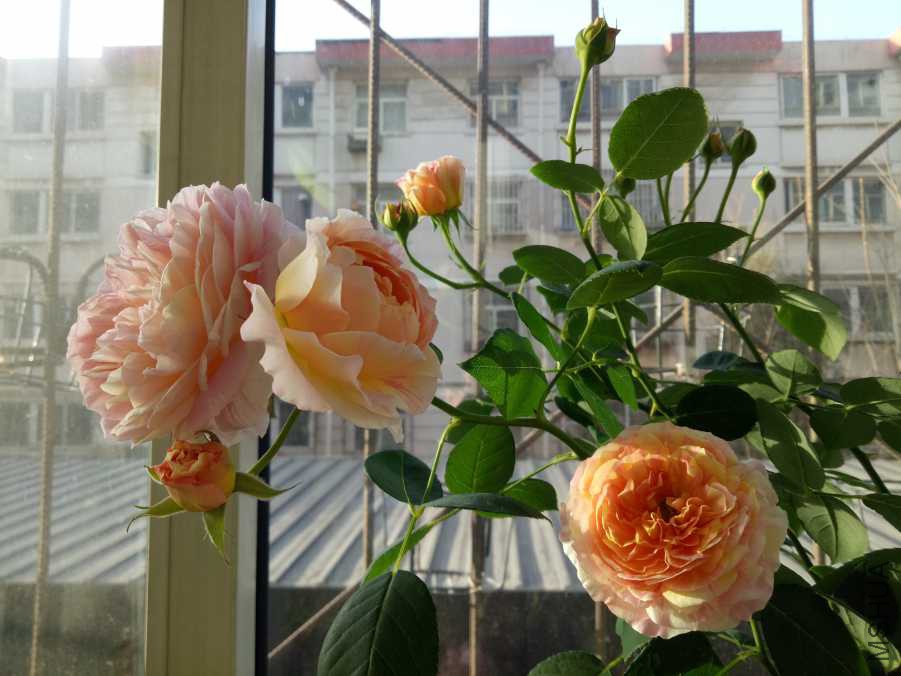 IMG20190316074233.jpg