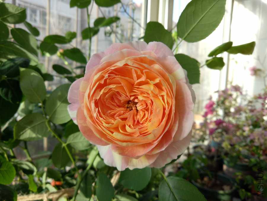 IMG20190316074526.jpg