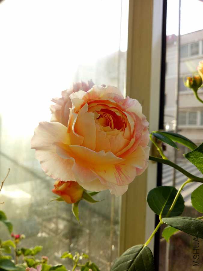 IMG20190316074243.jpg