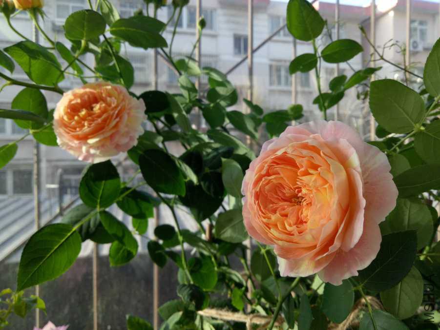 IMG20190316074223.jpg