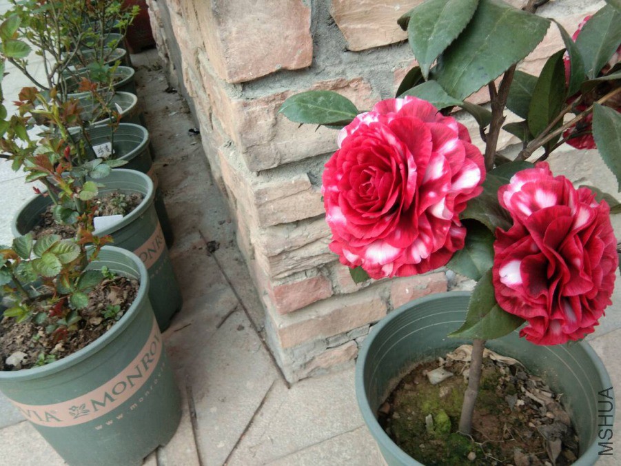 QQͼƬ20190316124302.jpg