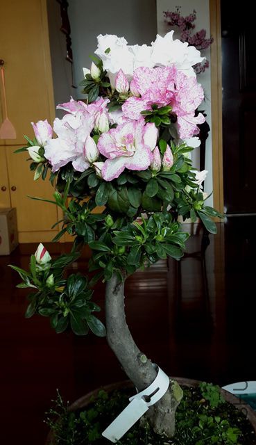 20190316_105723_����.jpg