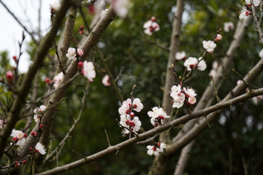 DSC01806.jpg