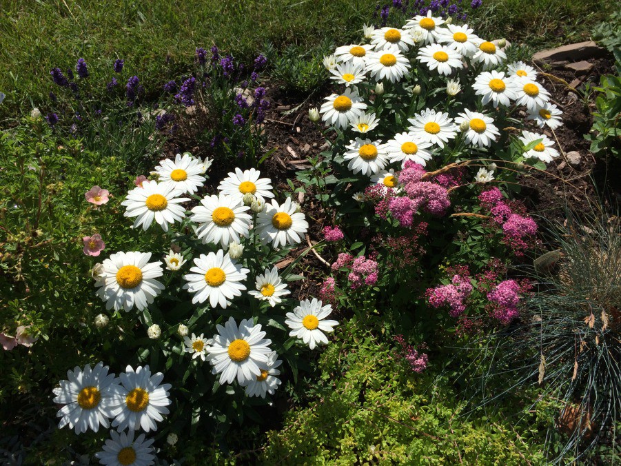 IMG_7411.JPG