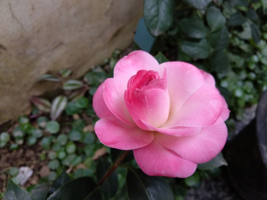 IMG_20190318_074725.jpg