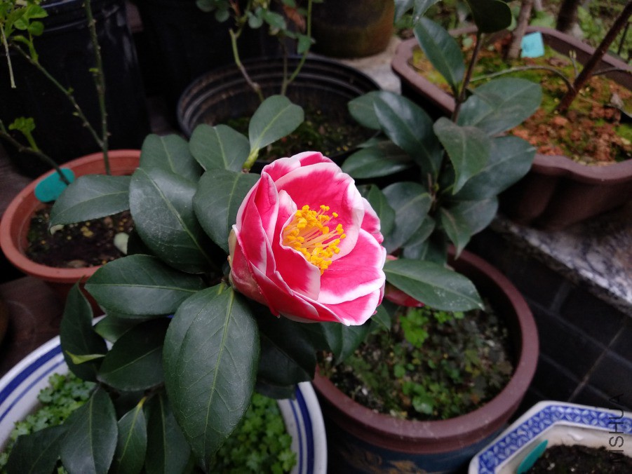 IMG_20190318_074758.jpg