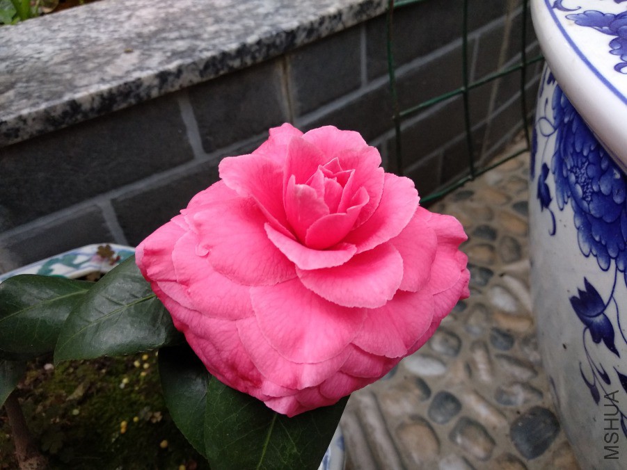IMG_20190318_074830.jpg