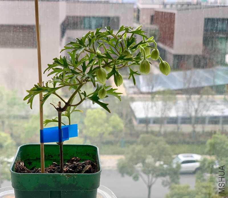 3666258
