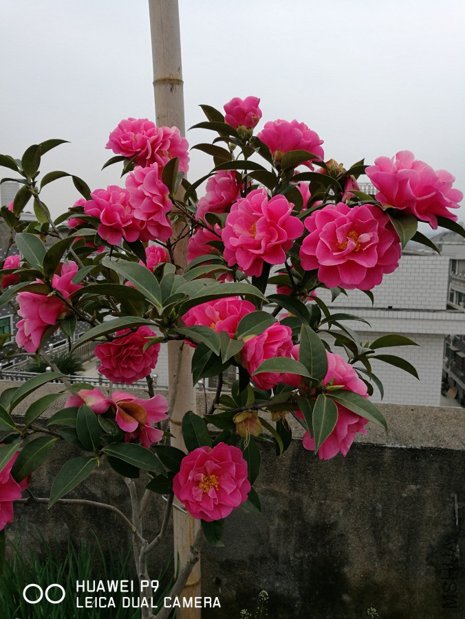 IMG_20190318_101733.jpg