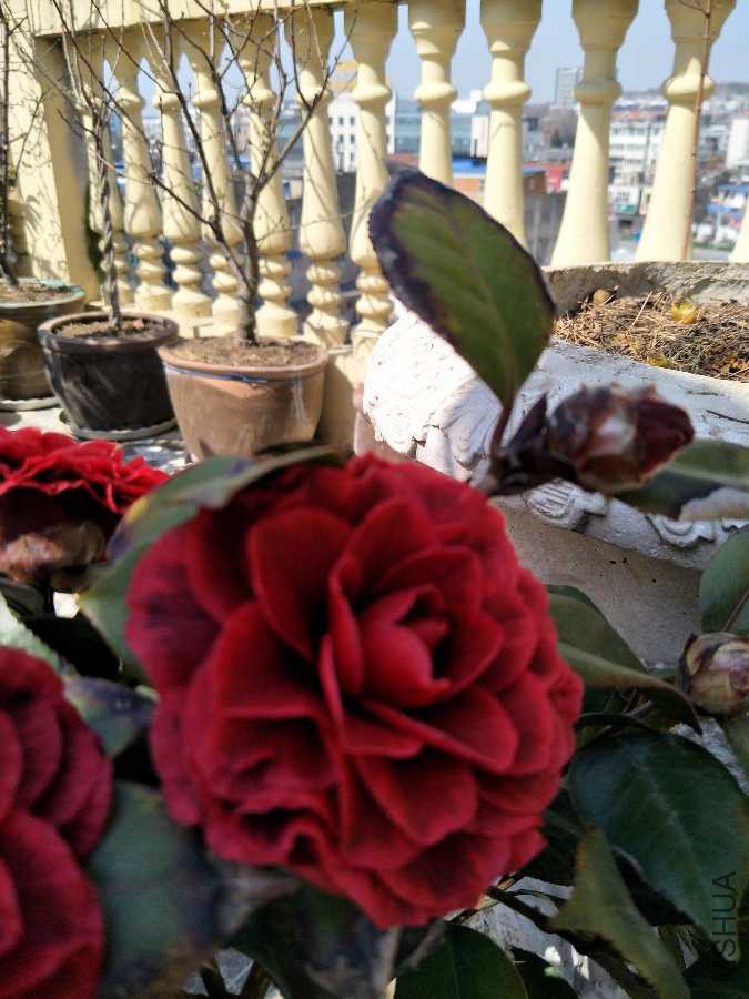 IMG20190312130318.jpg
