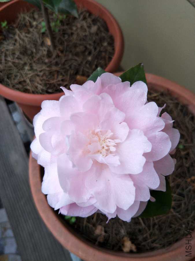 IMG20190321072824.jpg