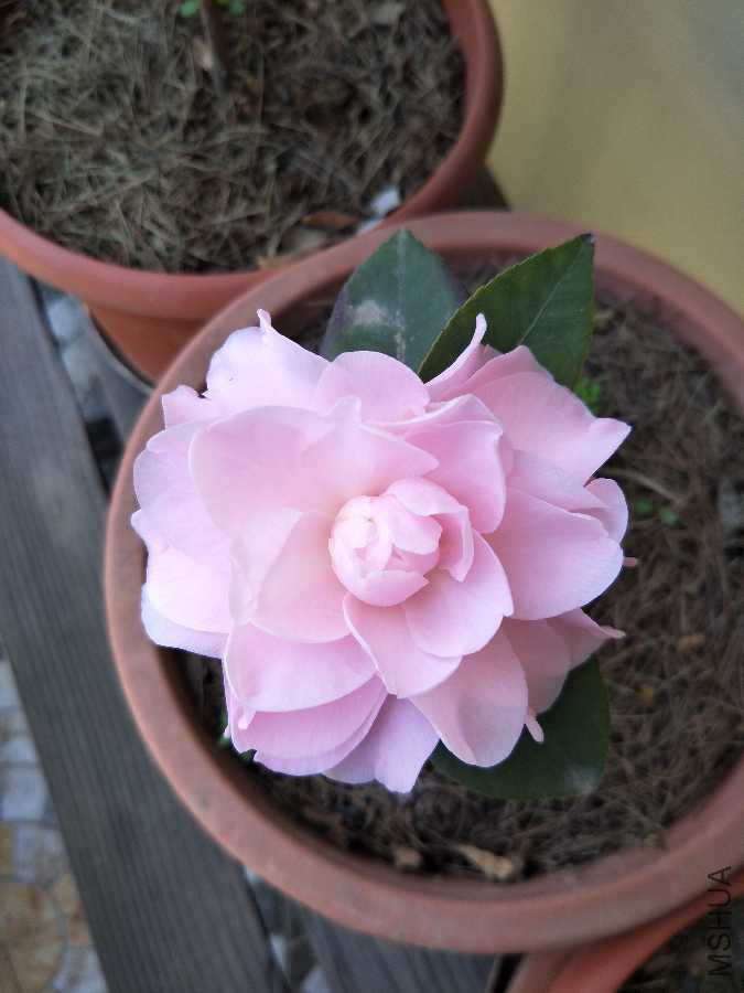 IMG20190319115217.jpg