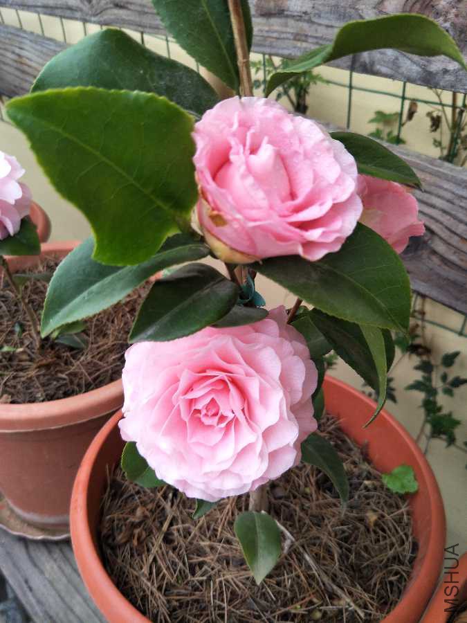 IMG20190321072758.jpg