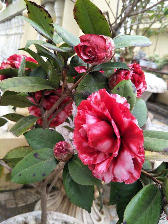 IMG20190321072729.jpg