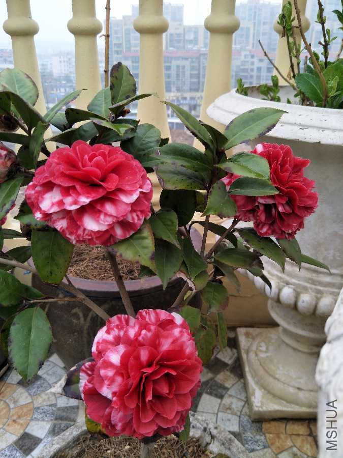 IMG20190321072719.jpg