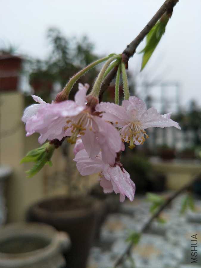 IMG20190321072656.jpg