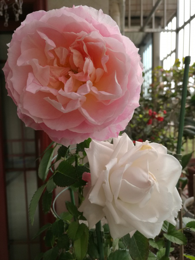 IMG_20190320_094707.jpg