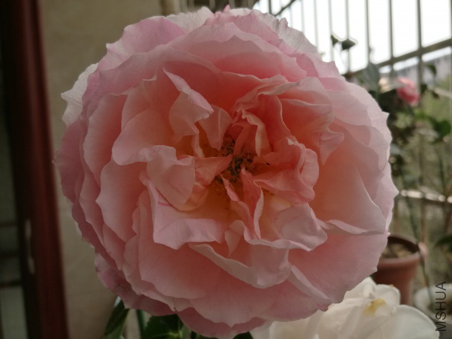 IMG_20190320_094726.jpg
