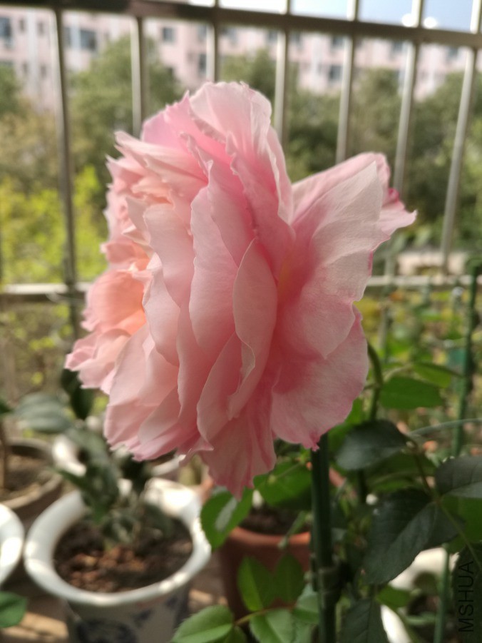 IMG_20190320_094836.jpg
