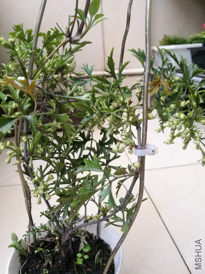 ΢��ͼƬ_20190321103655.jpg