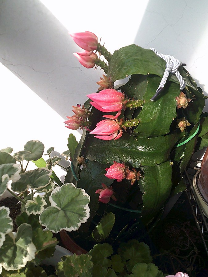 DSCF0017_����.jpg