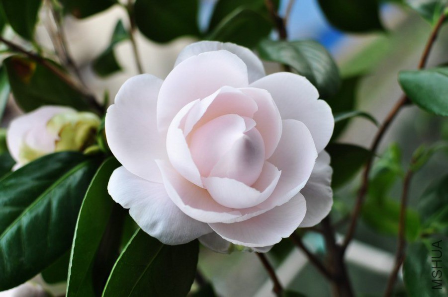 ��ά˹���� (58).JPG