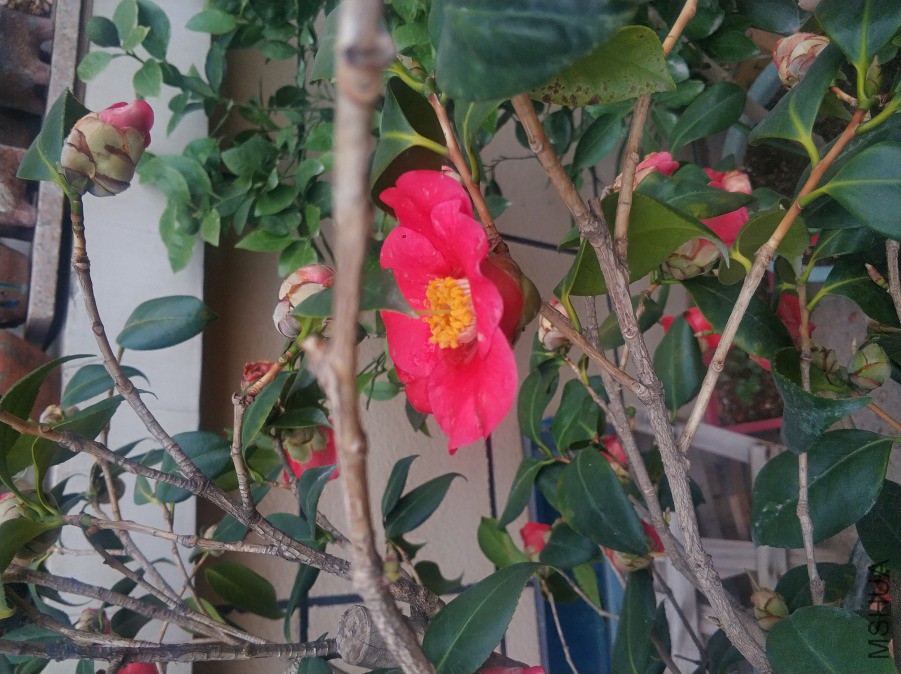 IMG_20190320_175259.jpg
