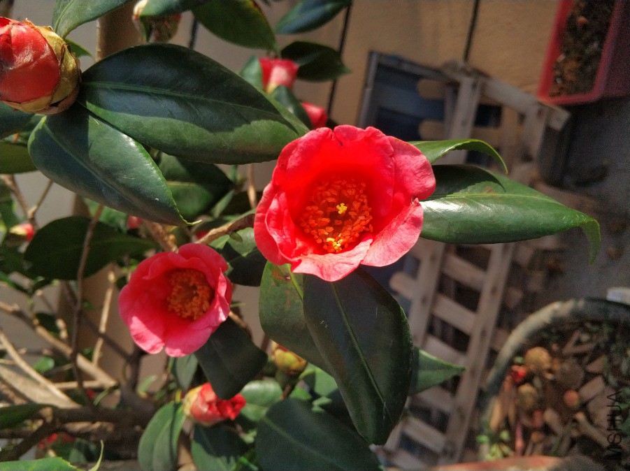 IMG_20190316_080116.jpg