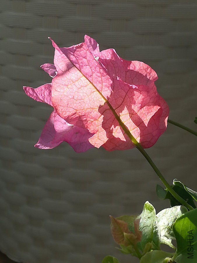 IMG_20190322_080443.jpg