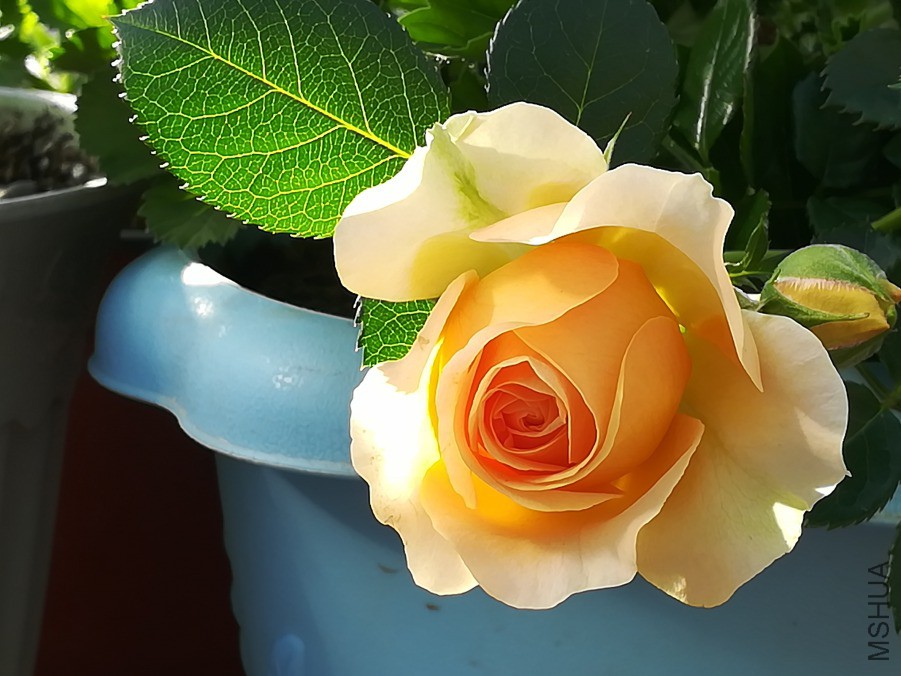 IMG_20190322_080538.jpg
