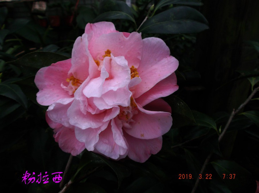 2019-3-22j 006 ����w.jpg