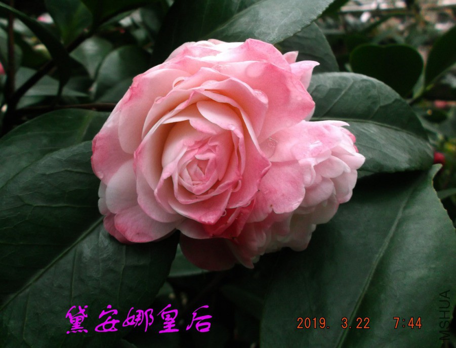 2019-3-22j 018 ����w.jpg