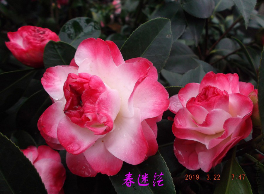 2019-3-22j 028 ����w.jpg
