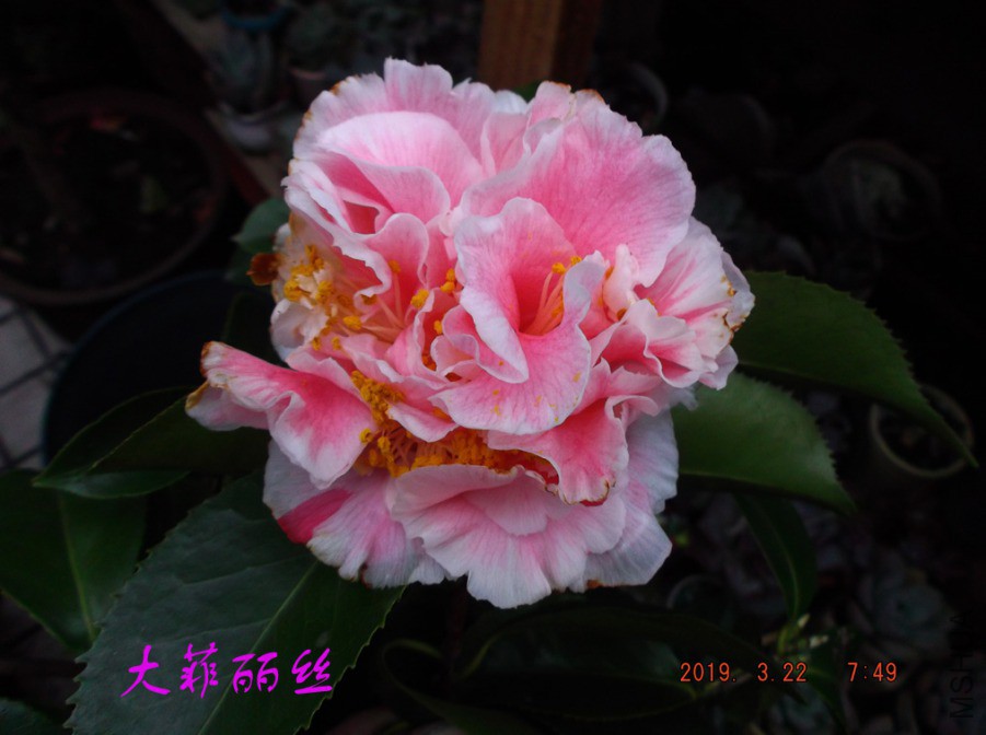 2019-3-22j 031 ����w.jpg