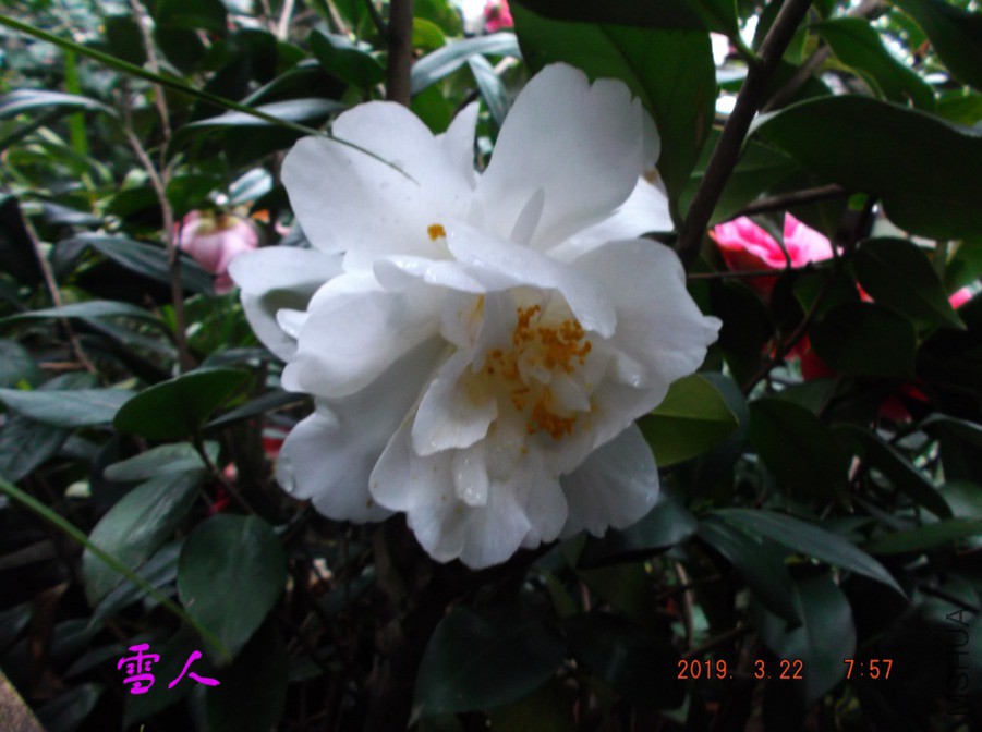 2019-3-22j 057 ����w.jpg