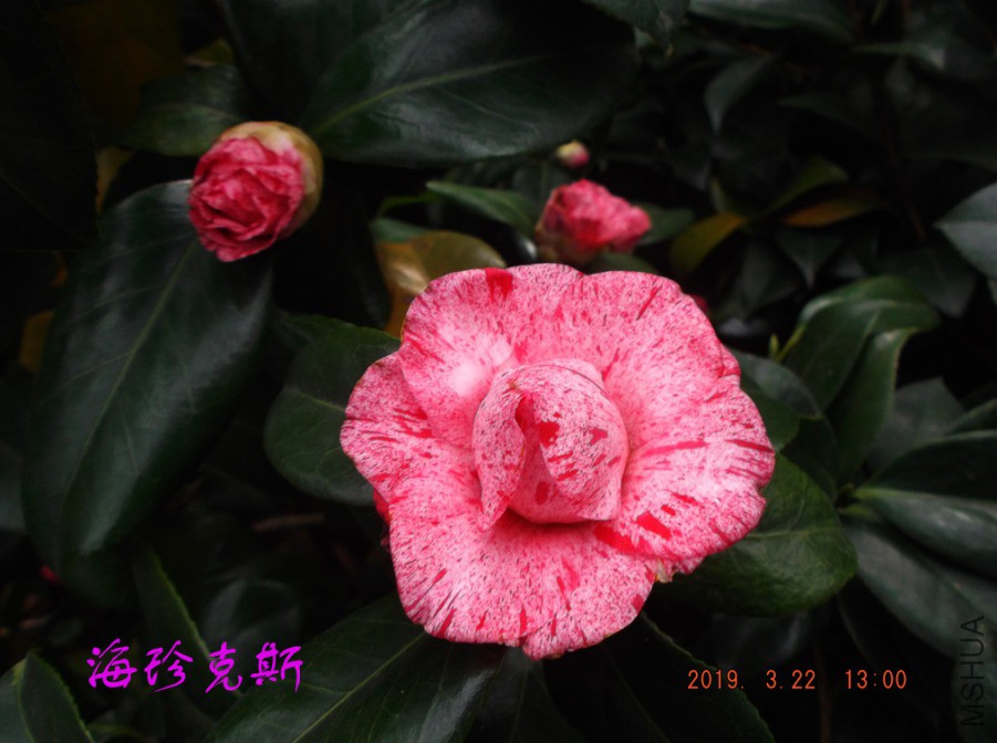 2019-3-22xw 026 ����w.jpg