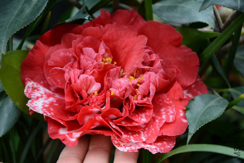 DSC_36480116.JPG