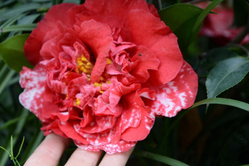 DSC_36350103.JPG