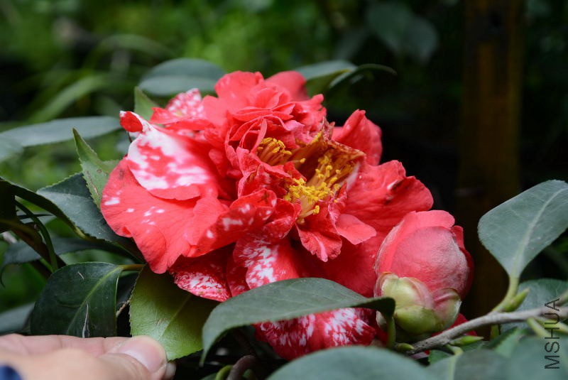 DSC_36500118.JPG