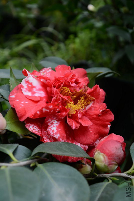 DSC_36590127.JPG
