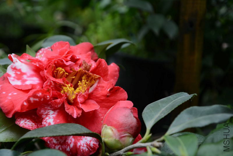 DSC_36550123.JPG