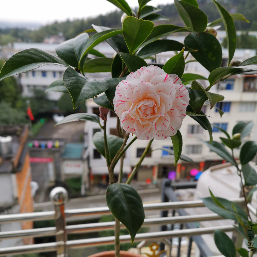 IMG_20190303_155440.jpg