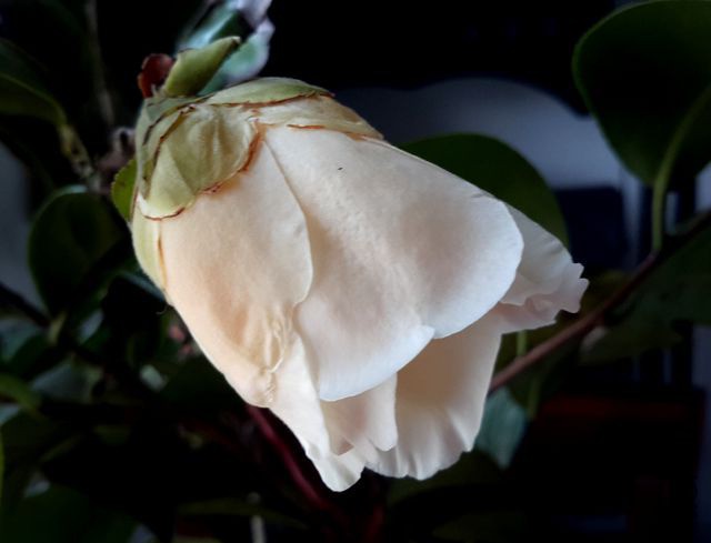 20190317_133158.jpg