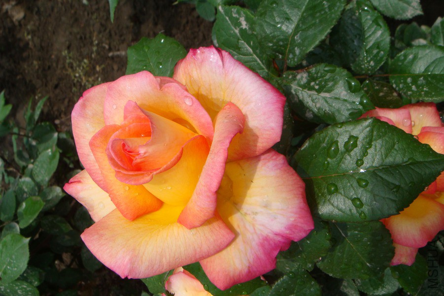 DSC00251.JPG
