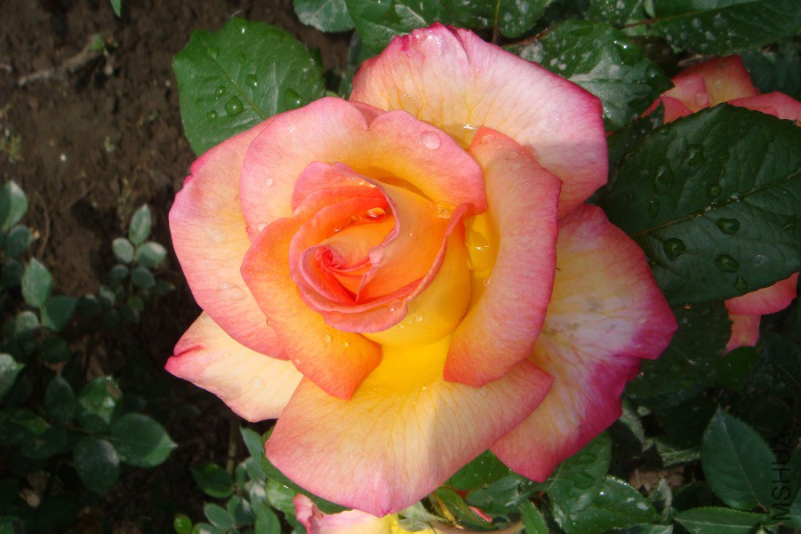 DSC00255.JPG