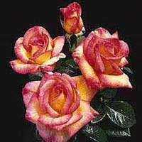 sheilas_perfume44555.jpg
