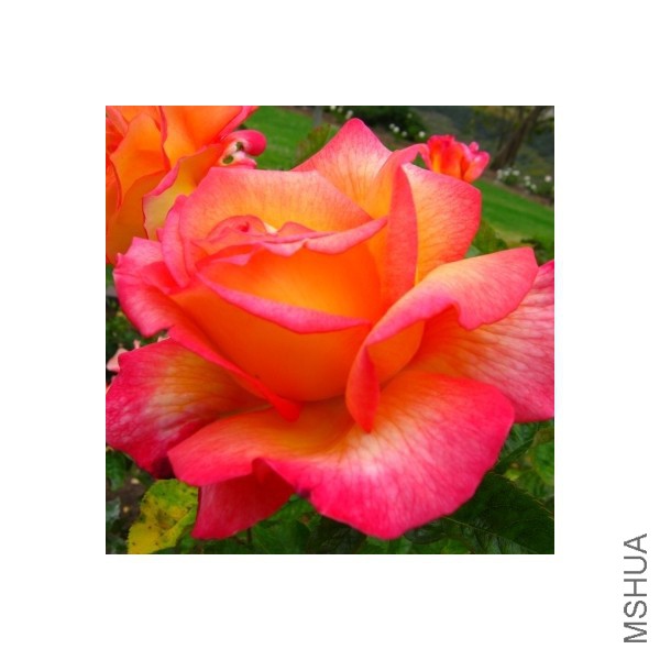 sheila-s-perfume-floribunda-rose.jpg